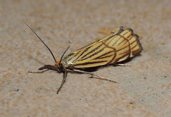 Chrysocrambus craterellus Crambidae